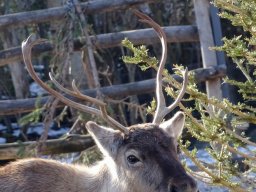 Tiergarten Schönbrunn am 27.01.2026